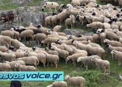 Λέσβος | 15,2 εκατ. ευρώ για τις συνέπειες του αφθώδους πυρετού – Τι αφορά ο β΄ κύκλος των ελέγχων