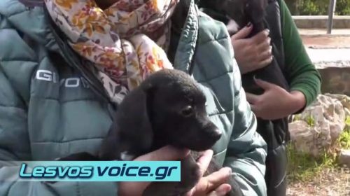 Λέσβος | Δράσεις προστασίας των αδέσποτων ζώων από το Δήμο Μυτιλήνης | (ΒΙΝΤΕΟ)