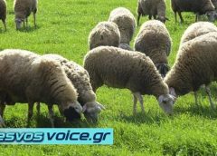 Χωρίς απάντηση το κατεπείγον υπόμνημα των κτηνοτροφικών συνεταιρισμών για τη στήριξη της κτηνοτροφίας