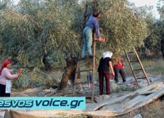 Λέσβος | Σοβαρά προβλήματα με το ελαιοκομικό μητρώο – Σε απόγνωση οι ελαιοπαραγωγοί