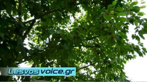 Ματαιώνεται η 7η γιορτή κερασιού στην Αγιάσο | (ΒΙΝΤΕΟ)