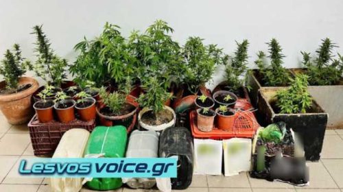 Λέσβος | Σύλληψη ημεδαπού για καλλιέργεια δενδρυλλίων κάνναβης, κατοχή και διακίνηση ναρκωτικών | (ΒΙΝΤΕΟ)