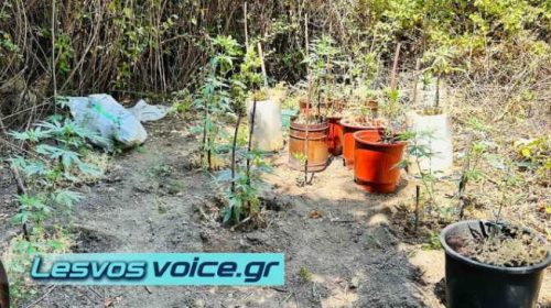 Σύλληψη 2 ημεδαπών για καλλιέργεια κάνναβης στην περιοχή της Αγιάσου | (ΦΩΤΟ-ΒΙΝΤΕΟ)