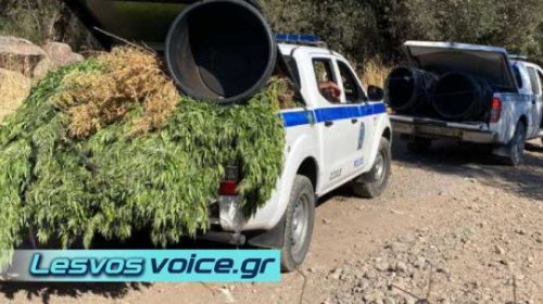 Δυο φυτείες κάνναβης εντοπίστηκαν στην Δυτική Λέσβο | -126- δενδρύλλια και εργαλεία καλλιέργειας | (ΒΙΝΤΕΟ)