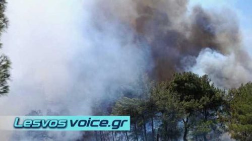 Οι άνεμοι αναζωπύρωσαν τις φλόγες στη Βρίσα – Ενισχύονται οι εναέριες δυνάμεις | (ΒΙΝΤΕΟ)
