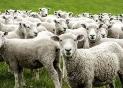 Σε καύση των κοπαδιών που εντοπίζεται κρούσμα αφθώδους προχωρά από η Περιφέρεια