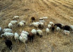 17 εκτροφές αρνητικές και 1 θετική στον Αφθώδη Πυρετό στα δείγματα της (06/04)