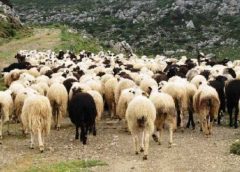 «Ανάσα» με νέα ενίσχυση για τους κτηνοτρόφους της Λέσβου