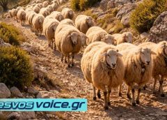 43 κρούσματα αφθώδους πυρετού σε 54 εκτροφές της Λέσβου