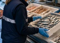 Καταγγελία στη Λέσβο | Πωλείται “Σαρδέλα Καλλονής” ενώ η αλιεία δεν έχει ακόμη ξεκινήσει