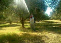 Την Δευτέρα (20/7) ξεκινά η 2η διαβροχή κατά του Δάκου της Ελιάς
