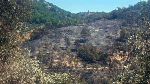 Βελτιωμένη η εικόνα της πυρκαγιάς στο Πλωμάρι | Μάχη με τις διάσπαρτες εστίες | (ΒΙΝΤΕΟ)