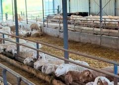 Ανοίγει η πλατφόρμα για 104 κτηνοτρόφους στη Λέσβο για αποζημιώσεις για θανατωθέντα ζώα