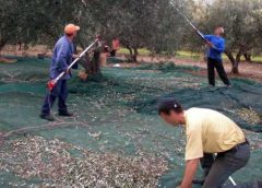Ξεκινά το λιομάζωμα με λιγότερο λάδι, χαμηλότερες τιμές και «μάχη» για εργατικά χέρια